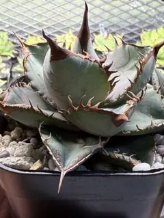 2025年最新】アガベチタノタブルーの人気アイテム - メルカリ