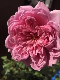 ハナコ様 リクエスト 2点 まとめ商品