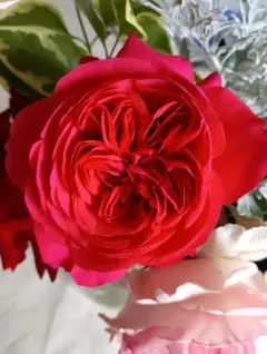 2025年最新】レオナルド・ダ・ヴィンチ 薔薇の人気アイテム - メルカリ