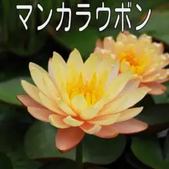 梯重由（魏志倭人伝建中校尉 梯雋）様 リクエスト 4点 まとめ商品