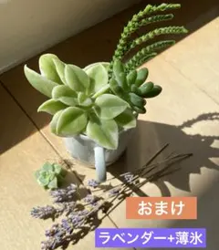 2026年最新】寄せ植え 花 セットの人気アイテム - メルカリ