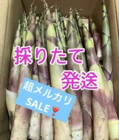 たけのこ　根曲がり竹　ネマガリダケ　姫竹のサムネイル