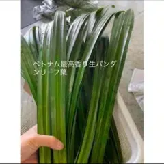 2026年最新】パンダンリーフの人気アイテム - メルカリ