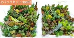 【送料無料】訳あり2パックミニセット　多肉植物　カット苗　セダム　詰め合わせ