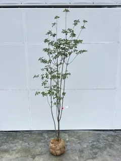 繊細な樹形と細枝が魅力的 ドウダンツツジ 882 樹高2.3m位 灯台躑躅 紅葉 繊細な樹形と細枝が魅力的 ドウダンツツジ 882 樹高2.3m位 灯台躑躅