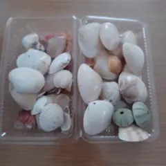 いろいろな貝殻セット