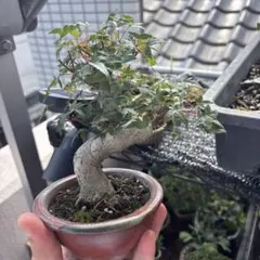 白木盆栽園　宮様楓　ミヤサマカエデ　樹高10センチ　ミニ盆栽　紅葉モミジ観葉植物 白木盆栽園 宮様楓 ミヤサマカエデ 樹高10センチ ミニ盆栽紅葉モミジ