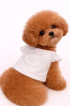 Item thumbnail for item aba11f0d-8d8c-41a1-a913-683fa09f4c6b