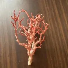 国産 珊瑚 原木