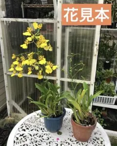 送料込み　オンシジュウム　一鉢　ポットのまま発送　１３５のサムネイル