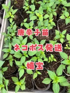 激辛唐辛子苗「美馬(みま)から唐辛子」希少品種 3本 抜き苗 ポスト投函