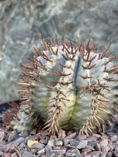 2025年最新】ユーフォルビアホリダの人気アイテム - メルカリ