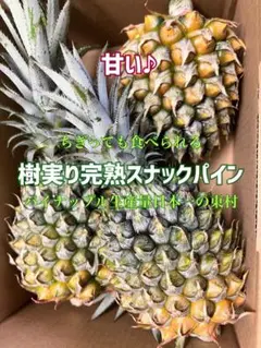 甘い樹実り完熟スナックパイン❣️生産量日本一の東村のパイナップル