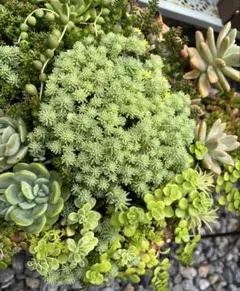 多肉植物　セダム　ダズルベリー　カット苗 多肉植物 セダム ダズルベリー 3カット - メルカリ
