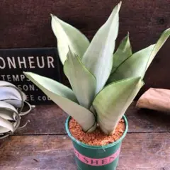 〇ポットごと♡シルバーキング♡超希少♡サンスベリア♡観葉植物のサムネイル