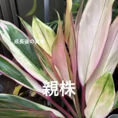 ティーリーフ葉100枚 41ABqOdDh+L._UF350,350_QL50_.jpg