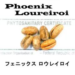 【レアソテツ】種子1粒　色々 2025年最新】ソテツ 種子の人気アイテム - メルカリ