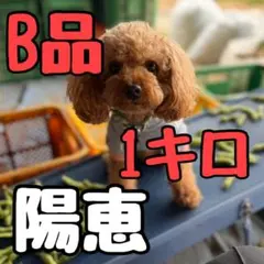 陽恵 枝豆 B品 1kgのサムネイル