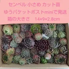 多肉植物　小さめカット苗　センペルビウム　色々　寄せ植えなどに　センペル