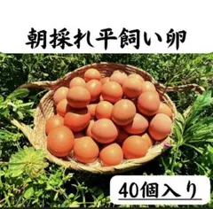 40個入り 佐伯養鶏の朝採れ平飼い卵 - メルカリ