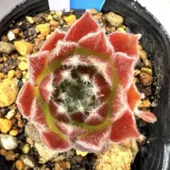 多肉植物 センペルビウム パシフィックテディNo.28【桃】 - メルカリ