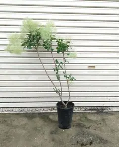 揺れる美枝。山採りコハウチワカエデ。 - メルカリ