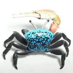 2025年最新】原色 タカアシガニの人気アイテム - メルカリ