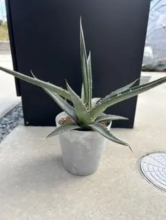 2025年最新】キシロナカンサ アガベの人気アイテム - メルカリ