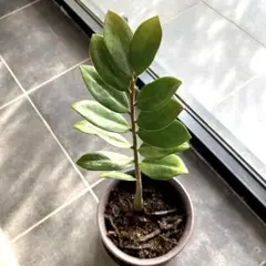 2026年最新】ザミオクルカス 斑入りの人気アイテム - メルカリ