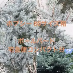 ②　プンゲンス　トウヒ　ホプシー７号　最高等級極上品‼️ 2025年最新】プンゲンストウヒの人気アイテム - メルカリ