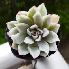 freecom様 リクエスト 3点 まとめ商品