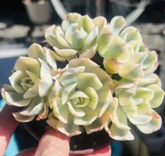 2026年最新】ルノーディーン 多肉の人気アイテム - メルカリ