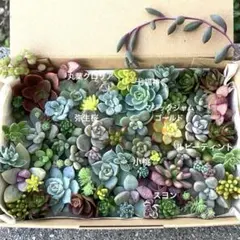 多肉植物　カット苗　詰め合わせ　19