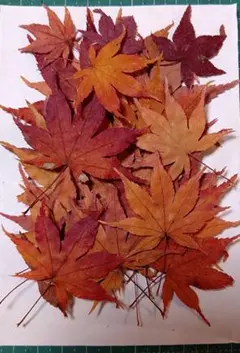 カワッチ様 リクエスト 2点 まとめ商品