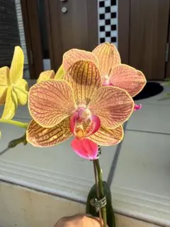 phal.RoseMilk（ローズミルク）　ミニ胡蝶蘭のサムネイル