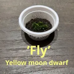 【前葉体】ビカクシダ(’Fly’ Yellow moon dwarf)胞子培養のサムネイル