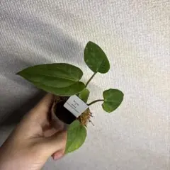s*様 Anthurium AOS✖️RVDP斑入り - メルカリ