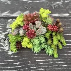 多肉植物 セット ❤︎ エケベリア セダム mix