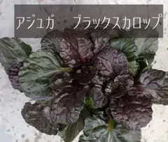 るんるん様 リクエスト 2点 まとめ商品