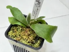 ビカクシダ、ウィリンキー YMDS totoro苗③ - メルカリ