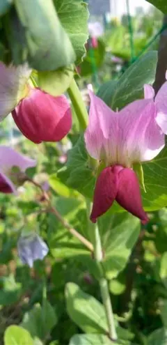 自家採種　野菜の種　３種類オーダーページ　農薬不使用　動物性堆肥不使用のサムネイル