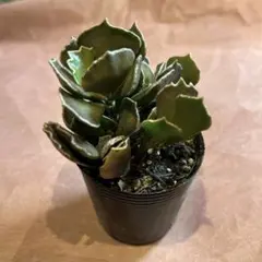 AYANO様 リクエスト 2点 まとめ商品