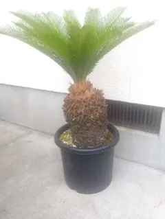 ✨SOTETU✨㊇蘇鉄 そてつ ドライガーデン 観葉植物 - メルカリ