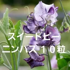 2026年最新】ニンバス 種 スイートピーの人気アイテム - メルカリ