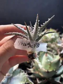 ナイトロー様 リクエスト 2点 まとめ商品