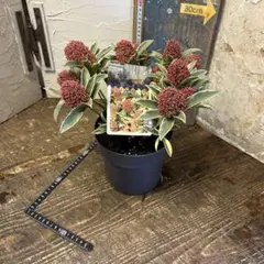 2026年最新】スキミア マルローの人気アイテム - メルカリ