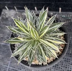 2026年最新】アガベ王妃乱れ雪錦の人気アイテム - メルカリ