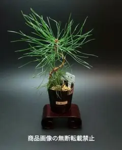 AM7100　赤松　松　苗　盆栽　盆栽素材のサムネイル