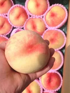 AKIRA様専用　クール便追加