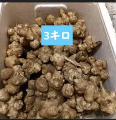 菊芋　無農薬　自家製 　3キロ